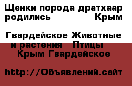 Щенки порода дратхаар родились 02.11.18  - Крым, Гвардейское Животные и растения » Птицы   . Крым,Гвардейское